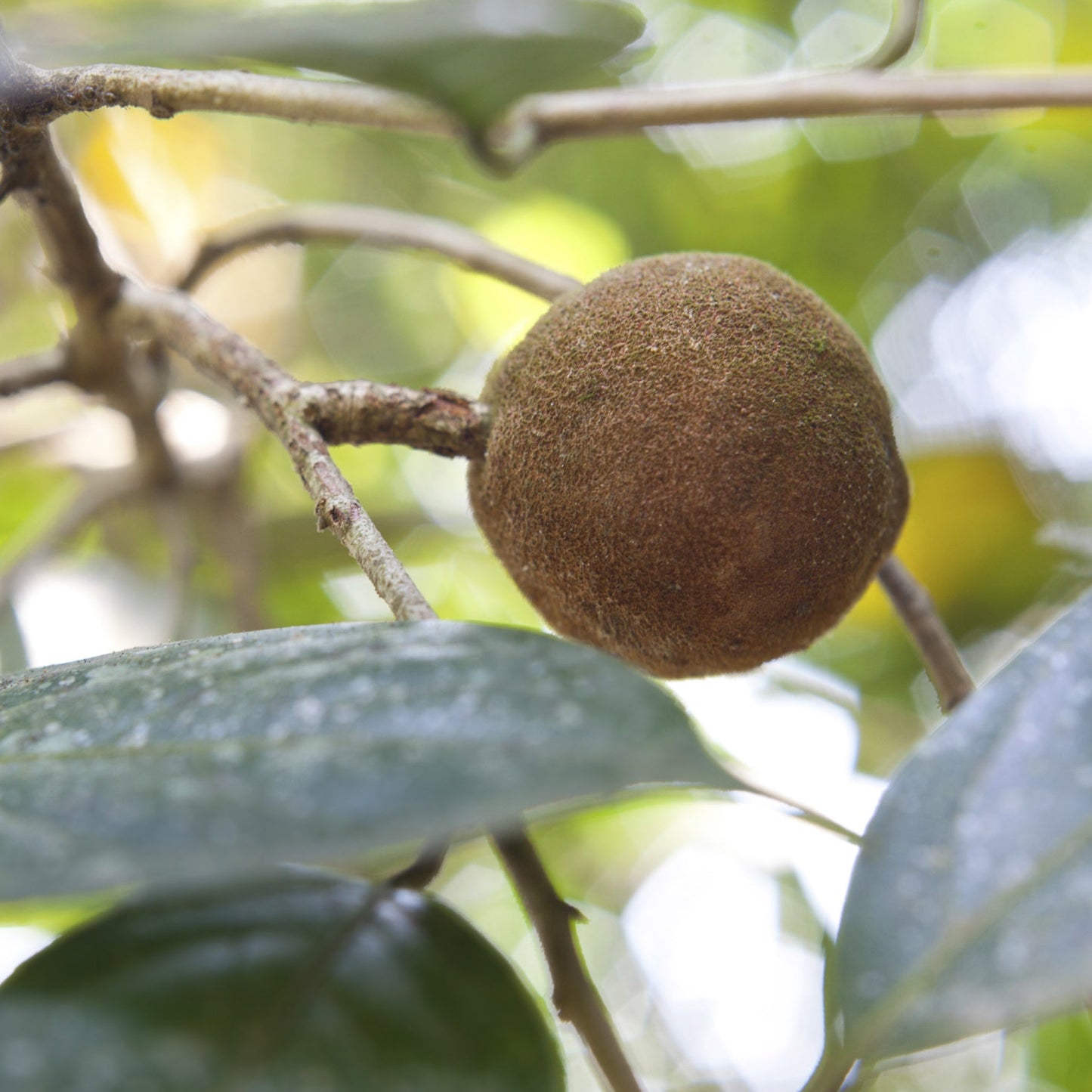 Sandalwood - Wearable Aromatherapy